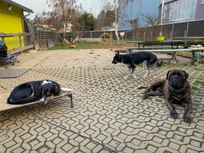 Impression Hundenpension