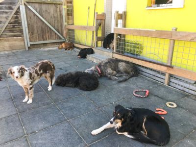 Impression Hundenpension